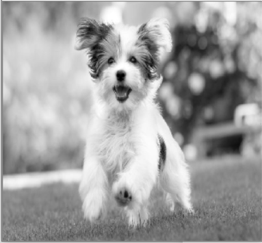 Convert Image to Grayscale Python PIL (Pillow)