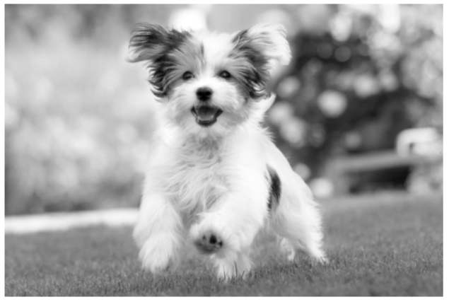 python convert image to grayscale