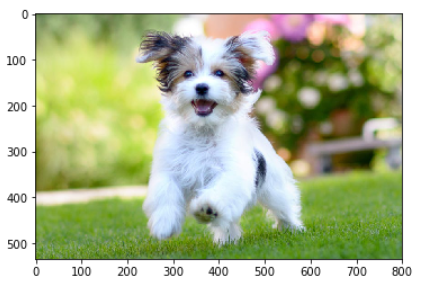 cv2.resize() Example