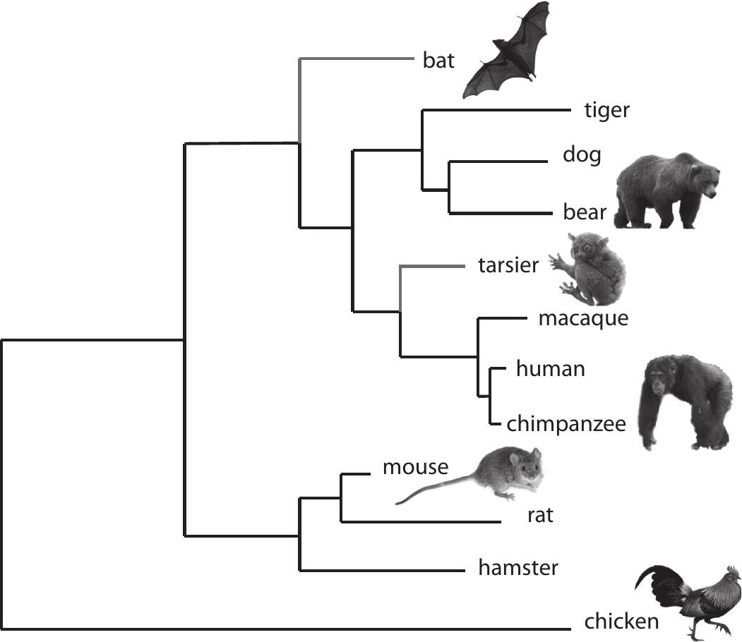 agglomerative clustering sklearn and scipy