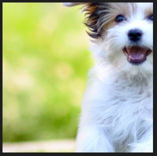 Crop Image with Python Numpy